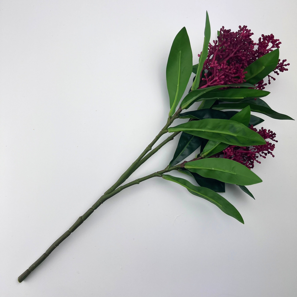A realistic Skimmia branch with deep red berries and vibrant green foliage laying against a plain background