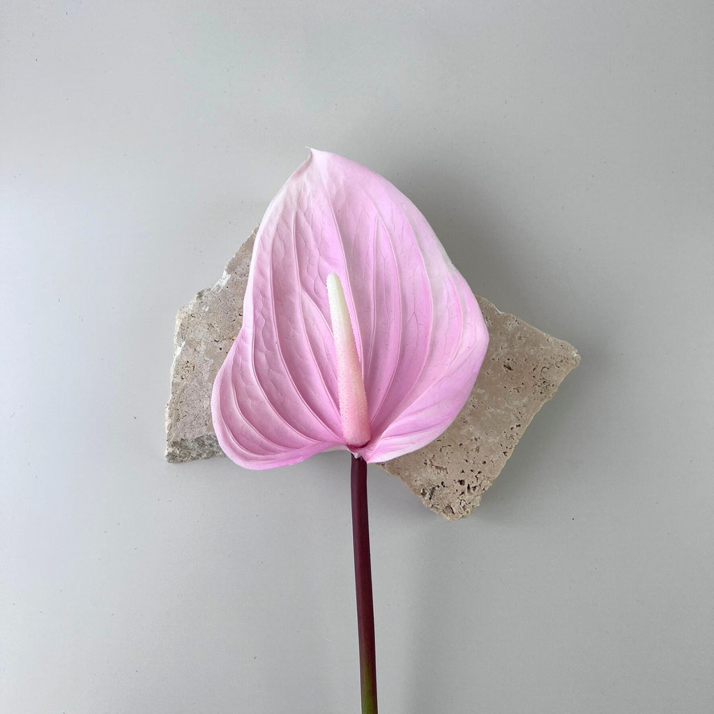 Real Touch Large Anthurium Blush