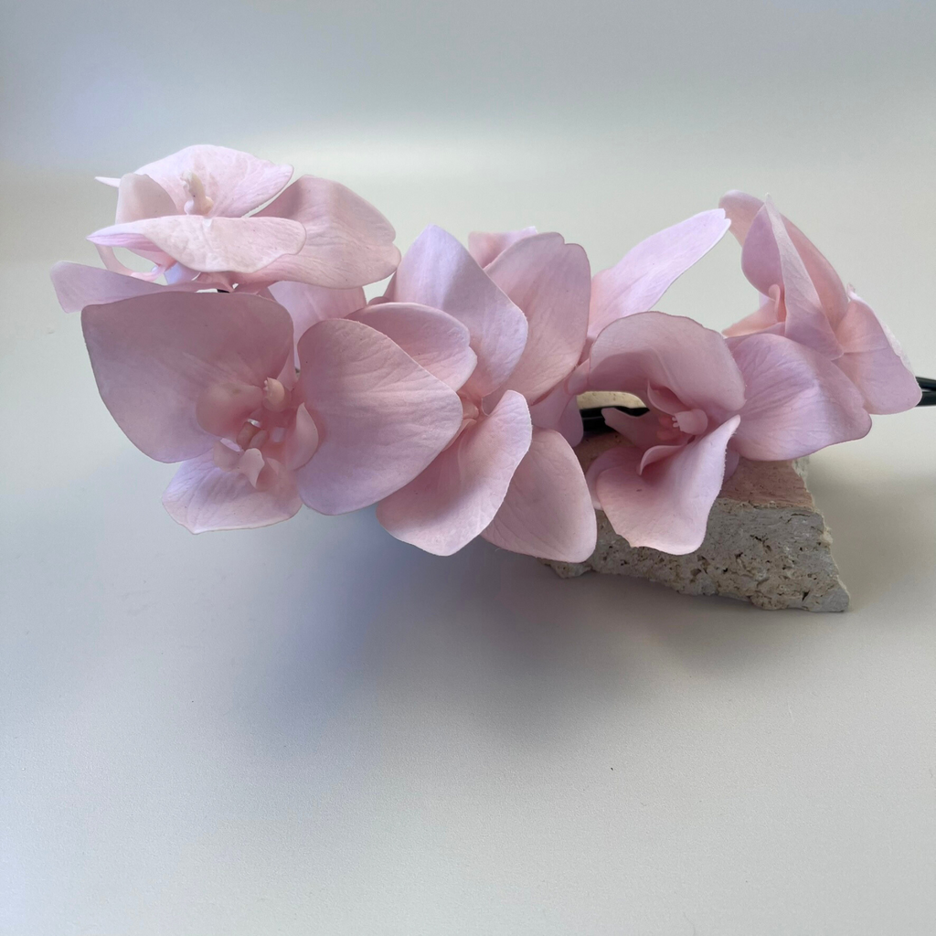 Close up a soft pink Phalaenopsis orchid placed on top of decorative stones against a plain background