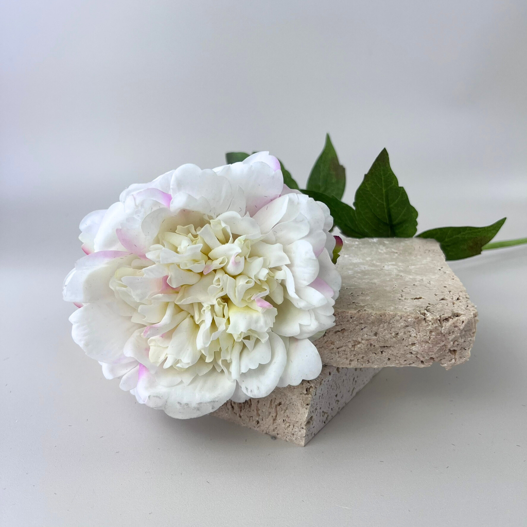 White and Pink Peony flower on a beige stone block with green leaves 
