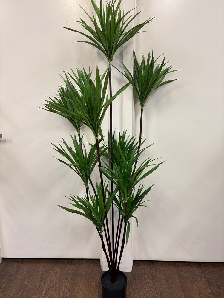 Real Touch Dracaena Marginata - 180cm