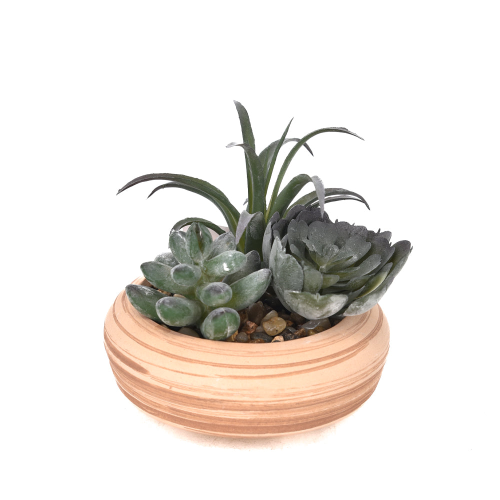 Mixed Green Succulents in Beige Planter 10cm