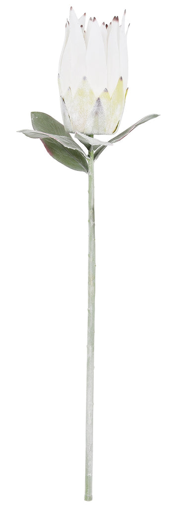 Queen Protea White 65cm