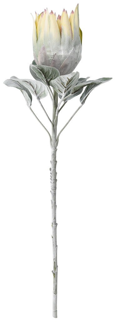 King Protea Golden 75cm