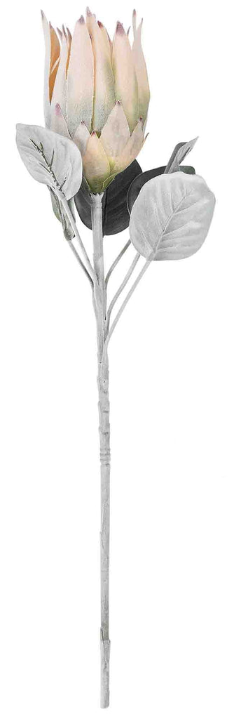 King Protea Champagne 75cm