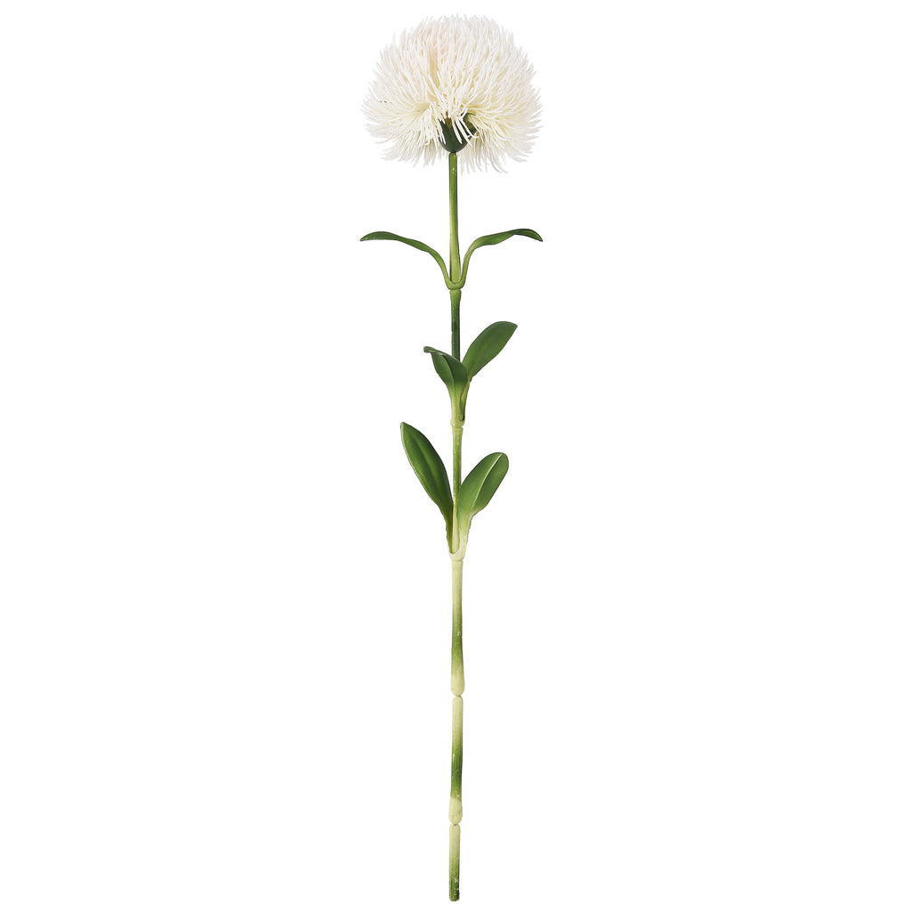 Dianthus Ball White 50cm
