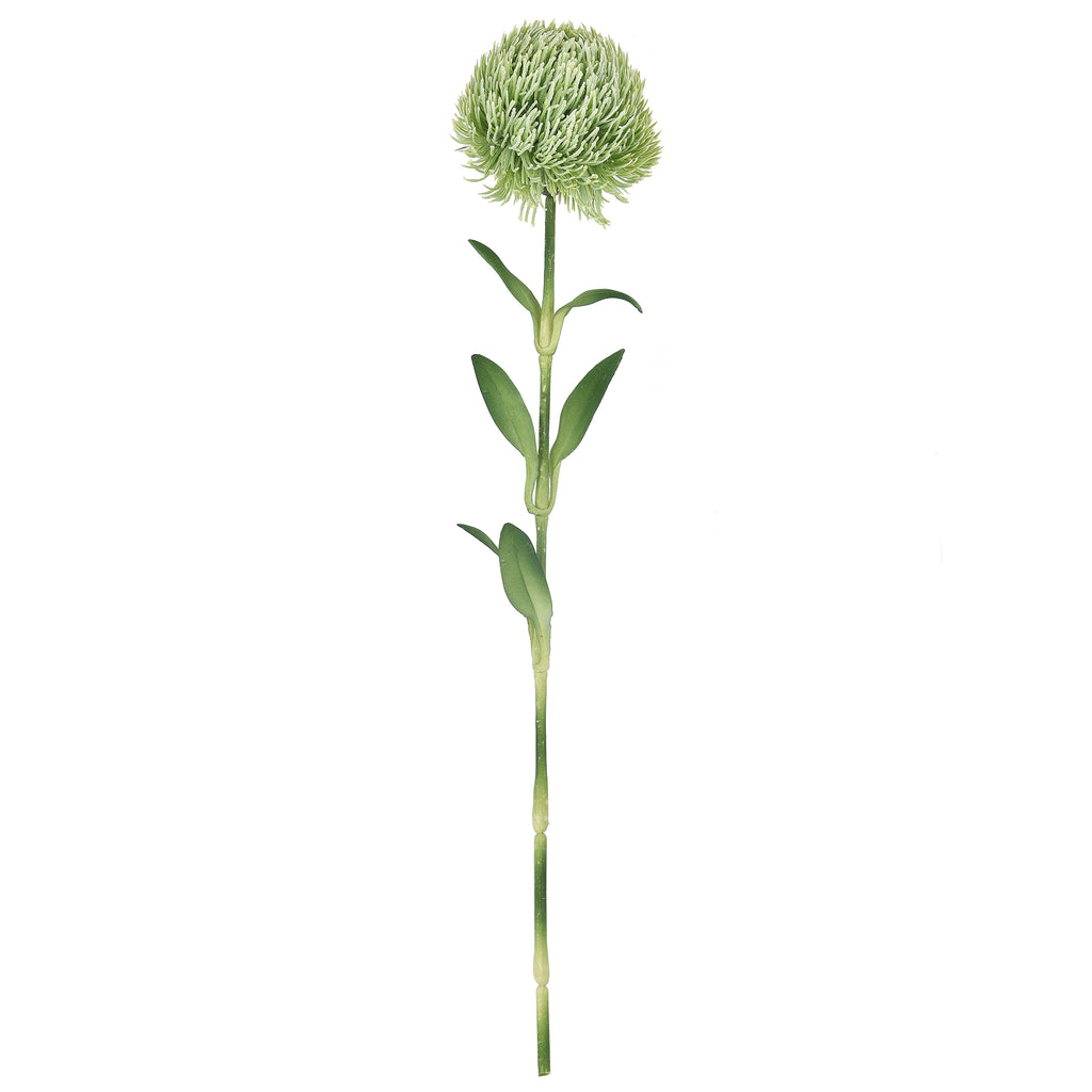 Dianthus Ball Green 50cm