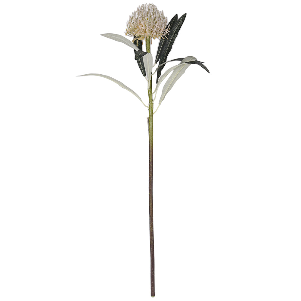 67cm Artificial Waratah in a soft Ivory Beige colour against a plain white background.
