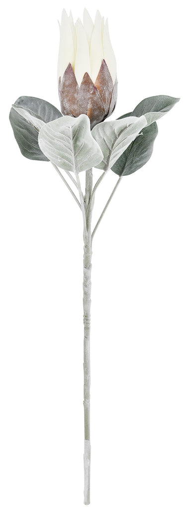 Queen Protea Small White 65cm
