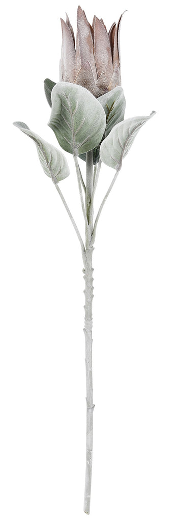 Queen Protea Small Chocolate 65cm