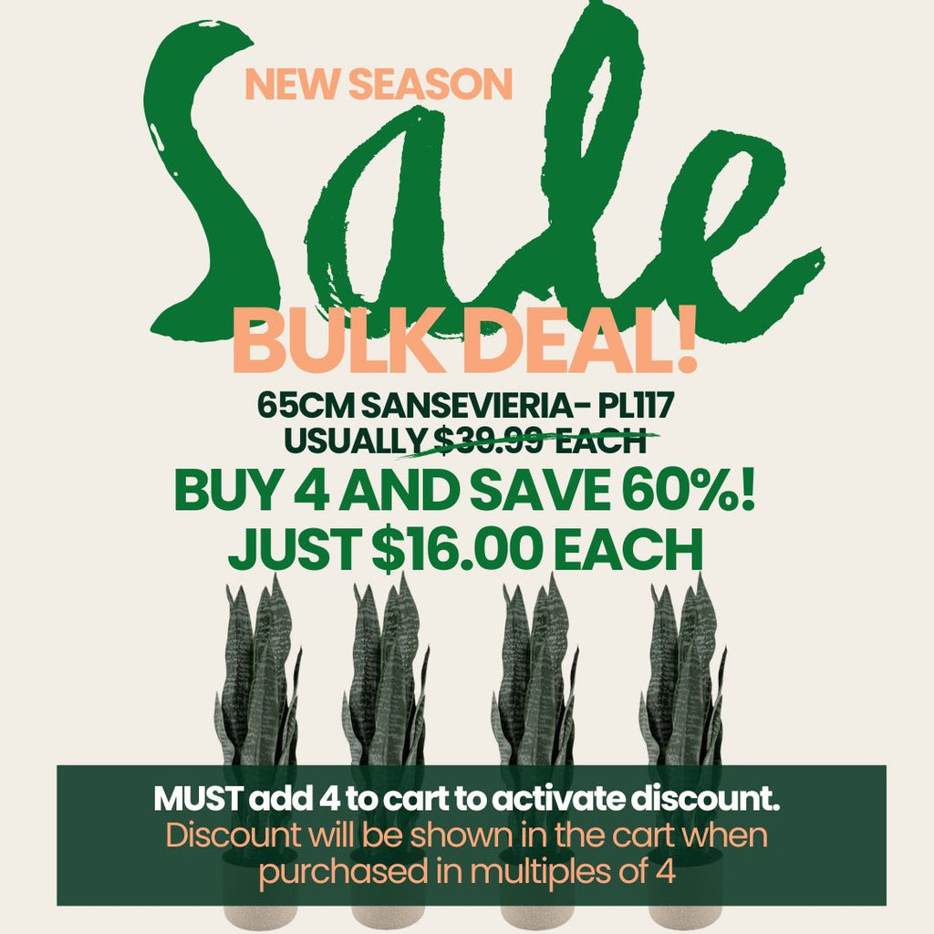 Black Friday promo text on graphic for a sale on Sansevieria plants with plant images.