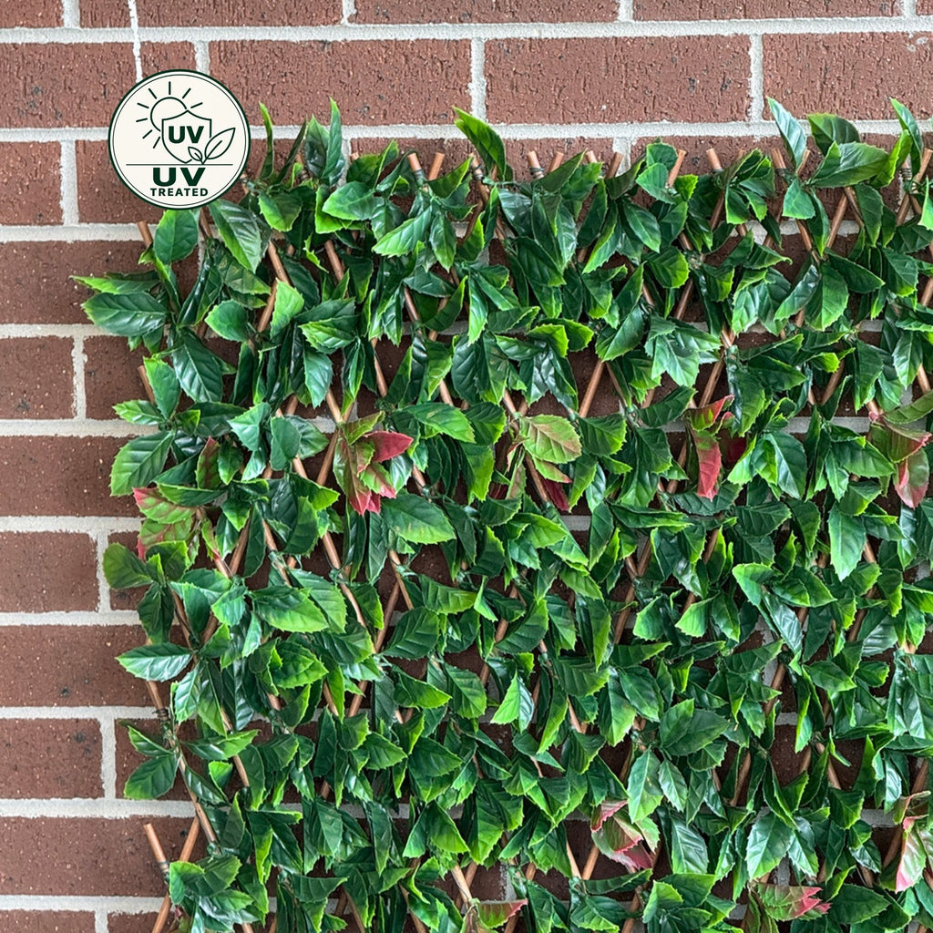 Expanding Trellis (UV Treated) - Red Photinia 180x90cm